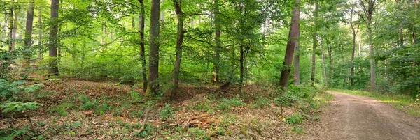 Landsväg Stig Genom Kullarna Grön Bokskog Mäktiga Träd Naturlig Tunnel — Stockfoto