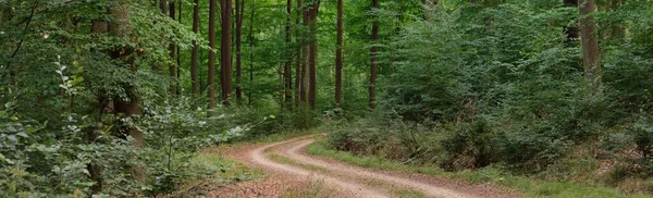 Landsväg Stig Genom Kullarna Grön Bokskog Mäktiga Träd Naturlig Tunnel — Stockfoto