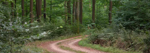 Landsväg Stig Genom Kullarna Grön Bokskog Mäktiga Träd Naturlig Tunnel — Stockfoto