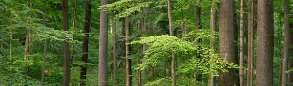 Karanlık Gizemli Kayın Ormanı Güçlü Ağaçlar Ağaç Gövdelerinde Güneş Işığı — Stok fotoğraf