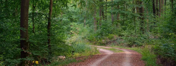 暗いブナ林の丘を通って農村道路 力強い木だ 自然トンネルだ 大気中の夏の風景 ドイツのラインラント 生態学 環境保全 エコツーリズム — ストック写真