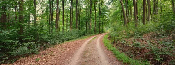 Karanlık kayın ormanlarının tepelerinde (kırsal yol). Güçlü ağaçlar. Doğal tünel. Atmosferik yaz manzarası. Rhineland, Almanya. Doğa, ekoloji, çevre koruma, eko-turizm