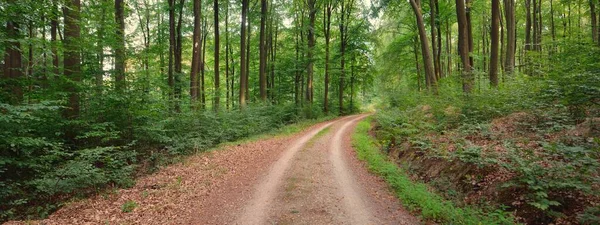 乡间小路 穿过漆黑的山毛榉林 参天大树天然隧道夏季大气景观 德国莱茵兰自然 环境保护 生态旅游 — 图库照片
