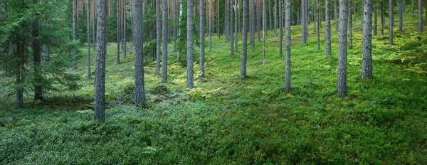 绿植物和蕨叶的森林地面 常绿松树和冷杉树的特写 拉脱维亚瓦尔米拉 大气景观 环境保护 — 图库照片