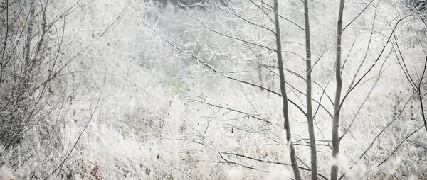 Prairie Forestière Arbres Couverts Givre Blanc Cristallin Paysage Idyllique Lumière — Photo