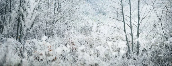 森の牧草地や木々のクリスタルクリア霜で覆われる 牧歌的な風景です 神秘的な青い光 冬の不思議の国 気候変動 生態系 環境保全 — ストック写真