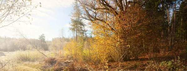 Weg Durch Den Goldenen Wald Mit Kristallklarem Raureif Mächtige Bäume — Stockfoto