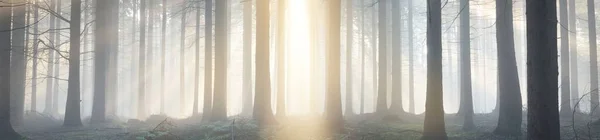 Panoramic View Majestic Evergreen Forest Morning Fog Mighty Pine Tree — Stock Photo, Image