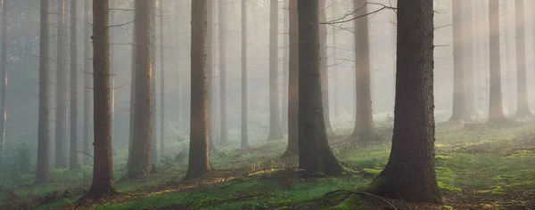 Panoramic View Majestic Evergreen Forest Morning Fog Mighty Pine Tree — Stock Photo, Image