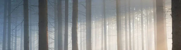 Blick Auf Den Majestätischen Immergrünen Wald Morgennebel Mächtige Kiefernsilhouetten Stimmungsvolle — Stockfoto