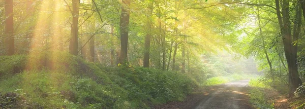 晨雾中雄伟的绿落叶和松树林的全景 树的轮廓 纯净的阳光 大气梦幻般的夏季风景 童话故事 — 图库照片