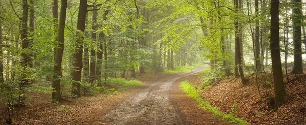 Vägen Går Majestätisk Skog Naturlig Tunnel Mäktiga Trädsiluetter Dimma Solstrålar — Stockfoto