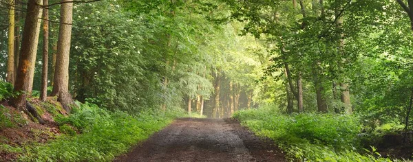 雄伟的森林中的小路 天然隧道巨大的树木轮廓 柔和的阳光 大气梦幻般的夏季风景 纯粹的自然 童话故事 — 图库照片