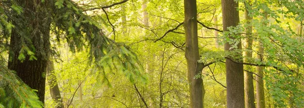 Panoramautsikt Över Majestätisk Grön Lövskog Och Tallskog Morgondimma Trädsiluetter Solstrålar — Stockfoto