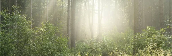 Panoramiczny Widok Majestatyczny Zielony Las Liściasty Sosnowy Porannej Mgle Sylwetki — Zdjęcie stockowe