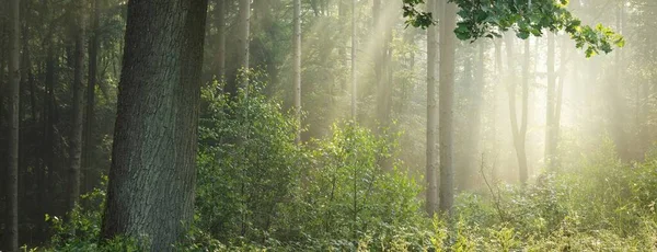 Vista Panorámica Majestuoso Verde Caducifolio Bosque Pinos Una Niebla Matutina — Foto de Stock