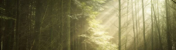 Панорамный Вид Величественный Зеленый Лиственный Сосновый Лес Утреннем Тумане Силуэты — стоковое фото