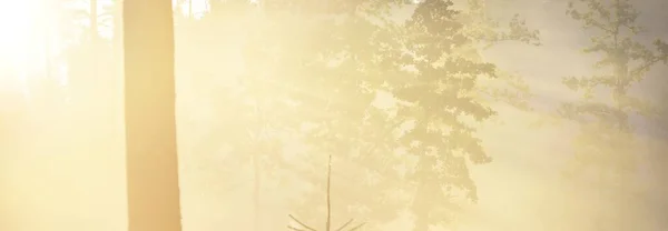 Mysterious Evergreen Forest Sunrise Golden Sunlight Sunbeams Fog Haze Pine — Stock Photo, Image