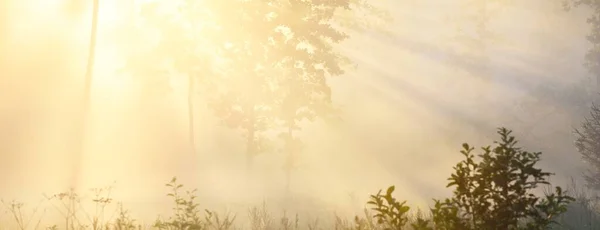 Pădure Misterioasă Veșnic Verde Răsărit Lumina Aurie Soarelui Raze Soare — Fotografie, imagine de stoc