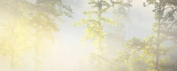 Geheimnisvoller Immergrüner Wald Bei Sonnenaufgang Goldenes Sonnenlicht Sonnenstrahlen Nebel Dunst — Stockfoto