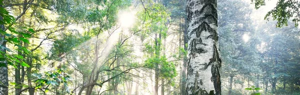 緑の白樺の木を流れる太陽の光線 都市公園内の路地 妖精の森のシーン 純粋な自然概念 — ストック写真