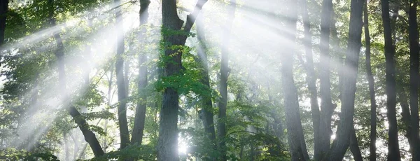 Vysokými Zelenými Lískovými Stromy Proudily Sluneční Paprsky Ulička Městském Parku — Stock fotografie