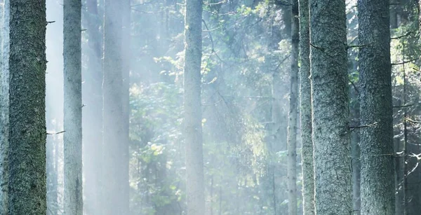 日出时 阳光穿过针叶树树干 晨雾中的常青森林 Idyllic景观 芬兰的环境保护 — 图库照片