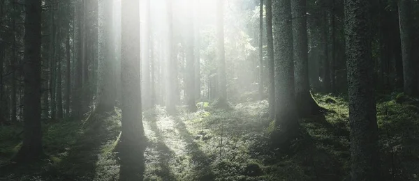 Fenséges Örökzöld Erdő Napkeltekor Hatalmas Fenyők Moha Zöld Növények Reggeli — Stock Fotó