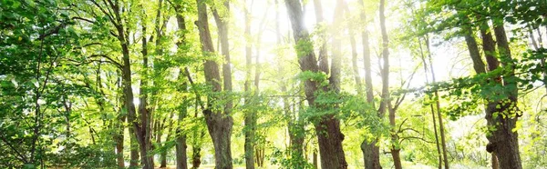 Jednoproudá Venkovská Štěrková Cesta Mezi Vysokými Zelenými Lískovými Stromy Mezi — Stock fotografie