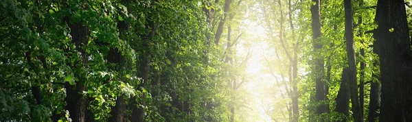 Strada Sterrata Rurale Corsia Singola Attraverso Gli Alti Alberi Tiglio — Foto Stock