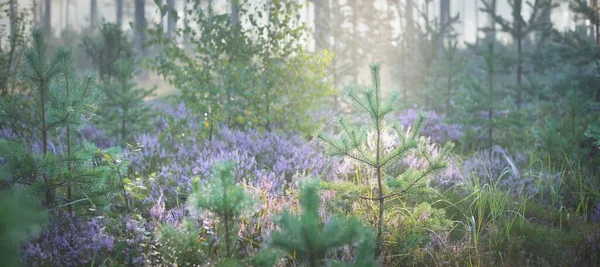 Majestätisk Vintergrön Tallskog Dimma Vid Soluppgången Blommande Lila Ljung Blommor — Stockfoto