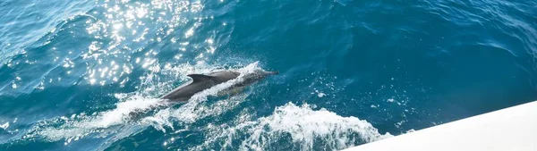 Deux Dauphins Sautant Dans Mer Méditerranée Par Temps Clair Dauphin — Photo