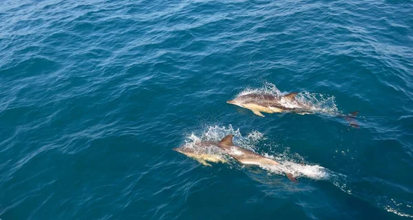 2匹のイルカが晴れた日に地中海に飛び込み 縞模様のイルカ Stenella Muculeeoalba が接近します 水のスプラッシュ 帆船からの眺め スペインだ レクリエーション クルーズ — ストック写真