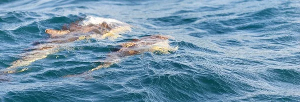 Dos Delfines Saltando Mar Mediterráneo Día Despejado Delfín Rayado Stenella — Foto de Stock