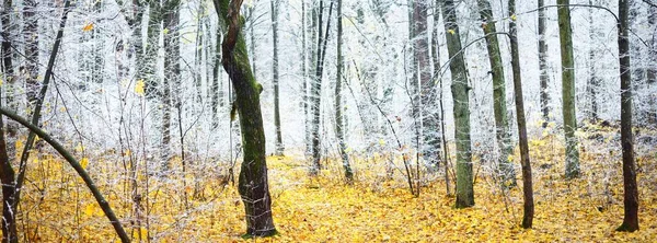 Kristal beyaz bir buzulun içindeki yaprak döken ağaçlar. Renkli altın yapraklarla dolu orman zemini ve yerde taze kar. Letonya 'da kış başları. Idyllic manzara