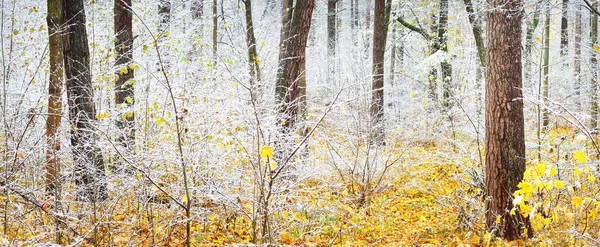 Drzewa Liściaste Krystalicznie Białym Szronie Leśna Podłoga Kolorowych Złotych Liści — Zdjęcie stockowe
