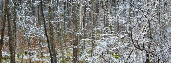 落叶的树在晶莹的白霜中 地上新下的雪 拉脱维亚的初冬 黑暗的大气景观 — 图库照片