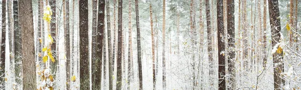 Лиственные Деревья Кристально Белом Инее Золотые Листья Свежий Снег Ранняя — стоковое фото