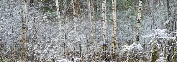 Bladverliezende Bomen Een Kristalwitte Vorst Verse Sneeuw Grond Vroege Winter — Stockfoto