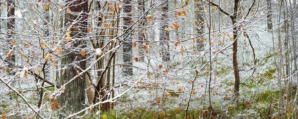 Bladverliezende Bomen Een Kristalwitte Vorst Gouden Bladeren Verse Sneeuw Vroege — Stockfoto