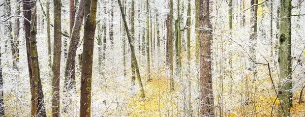 Arbres Feuilles Caduques Dans Givre Blanc Cristallin Feuilles Dorées Neige — Photo