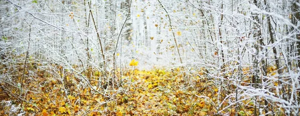 Árvores Caducas Uma Geada Cristal Branco Piso Florestal Folhas Douradas — Fotografia de Stock