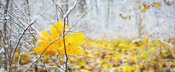 黄枫叶特写 落叶的树在晶莹的白霜中 森林地面上 五彩斑斓的金黄色树叶和地面上的新雪 拉脱维亚的初冬 Idyllic Landscape — 图库照片