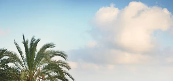 Tenyér Felhős Kék Ellen Napfényes Nyári Nap Földközi Tenger Alicante — Stock Fotó