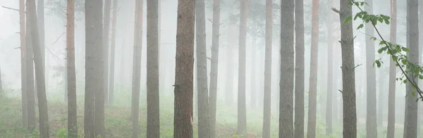 Floresta Perene Majestosa Num Nevoeiro Fortes Silhuetas Pinheiro Abeto Paisagem — Fotografia de Stock