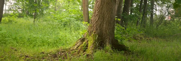 Potężne Zielone Drzewa Białej Porannej Mgle Zbliżenie Wzgórza Lasów Liściastych — Zdjęcie stockowe