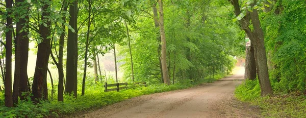 黑暗空旷的神秘小巷 单行乡间小路 穿过绿落叶的树木 Idyllic景观 天然隧道自行车 北步行 生态旅游 — 图库照片