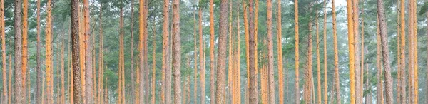 Μεγαλοπρεπές Καταπράσινο Δάσος Μέσα Ομίχλη Ισχυρό Πεύκο Και Έλατο Δέντρο — Φωτογραφία Αρχείου