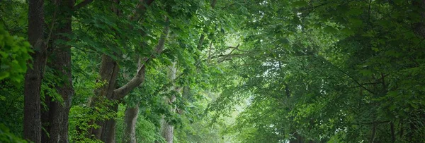 Ciemna Pusta Tajemnicza Uliczka Jednopasmowa Wiejska Droga Przez Zielone Drzewa — Zdjęcie stockowe