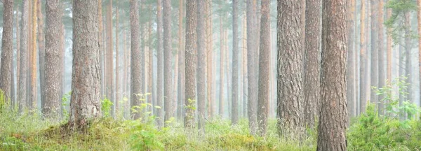 Majestätisk Vintergrön Skog Dimma Mäktiga Furu Och Gransilhuetter Närbild Atmosfäriskt — Stockfoto